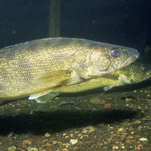 Two walleye fish swimming together