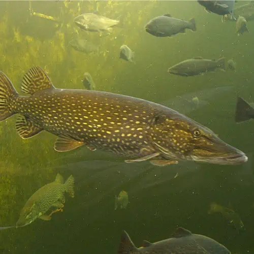 lake michigan fish species northern pike esox lucius