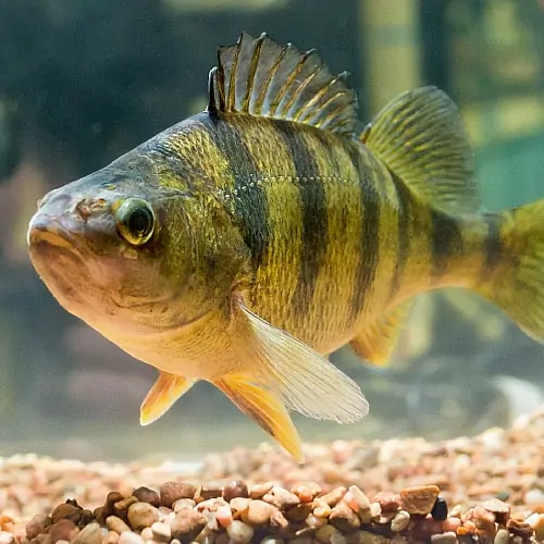 Adult yellow perch