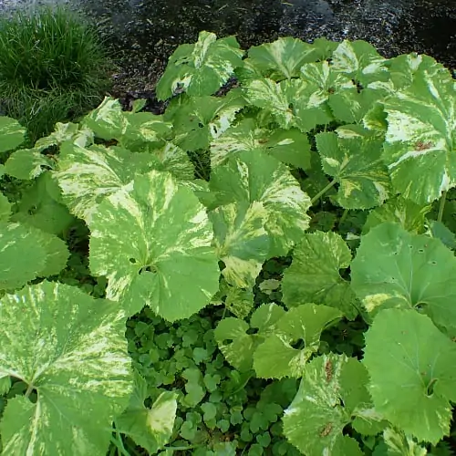 The large leaves of the butterbur plant