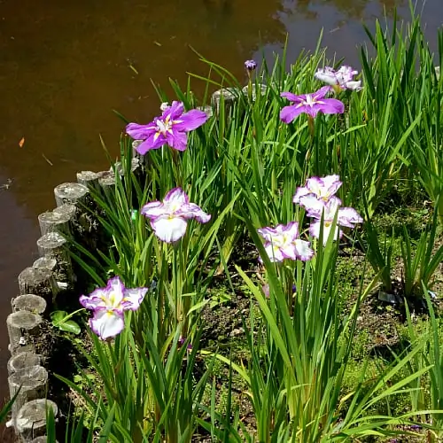 Japanese water iris in bloom next to a pond