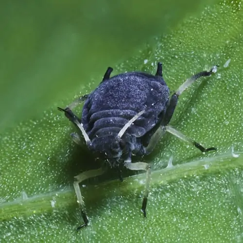 Black-bean aphid on a plant