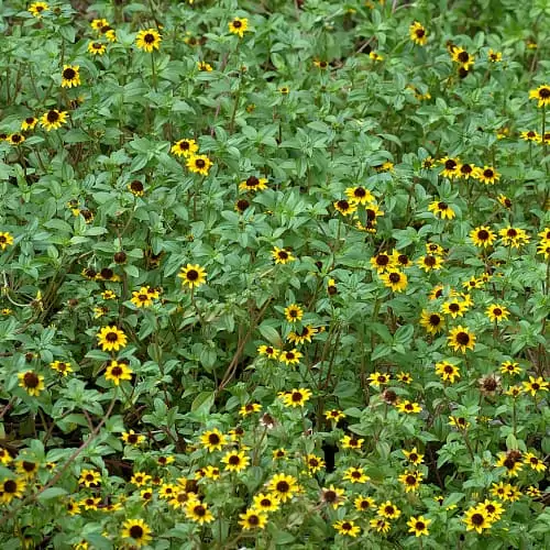 Multiple creeping zinnia plants in bloom with yellow flowers