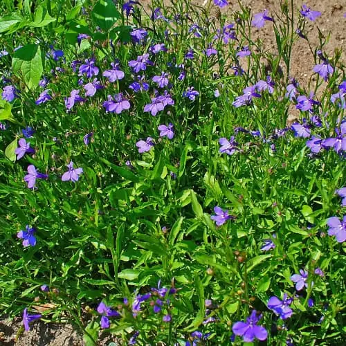 Purple lobelia plant in bloom with purple flowers