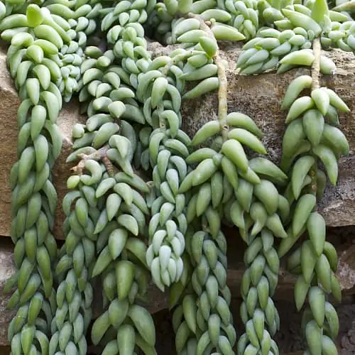 Burro's tail hanging over rocks