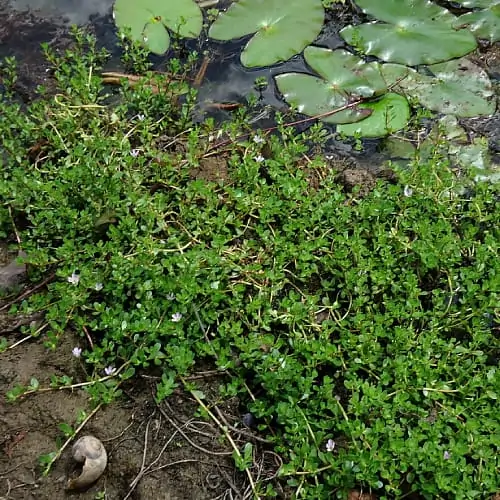 Water hyssop by the edge of a pond