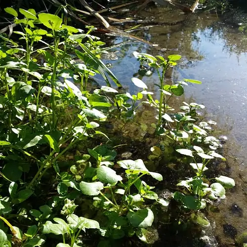 Watercress plants by a pond