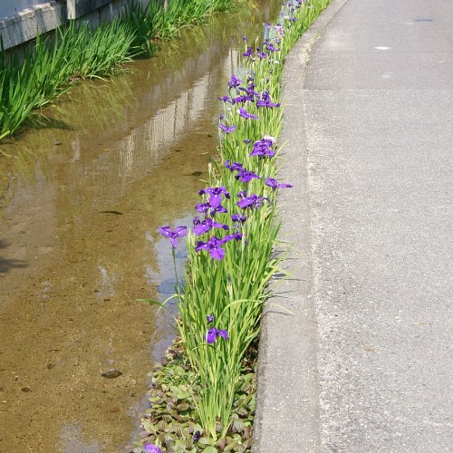 Japanese water iris plants along a river