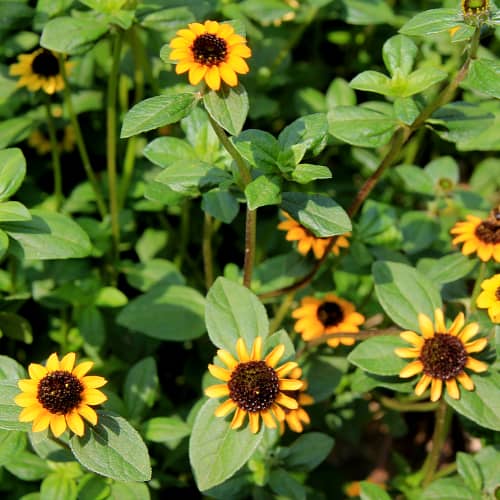 Creeping zinnia plants in bloom with yellow flowers