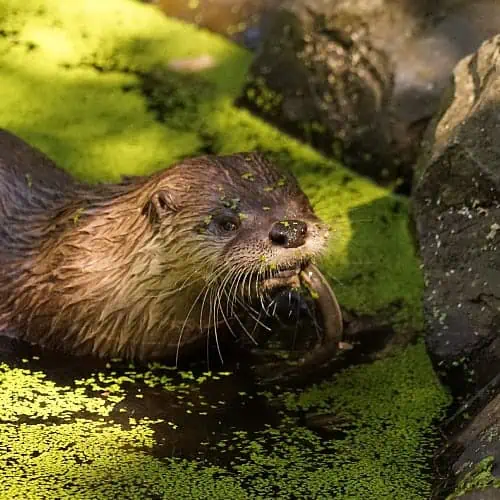 Otter in a pond