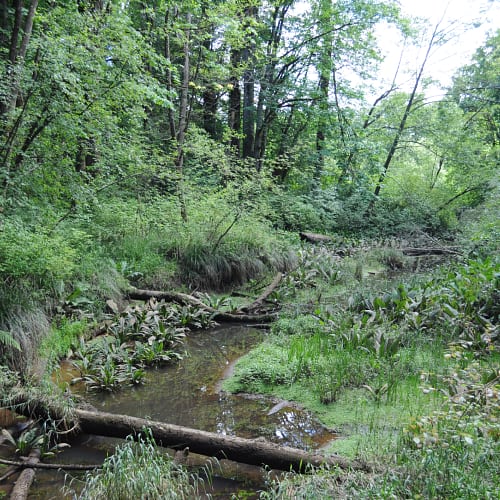 Riparian forest in Washington, USA