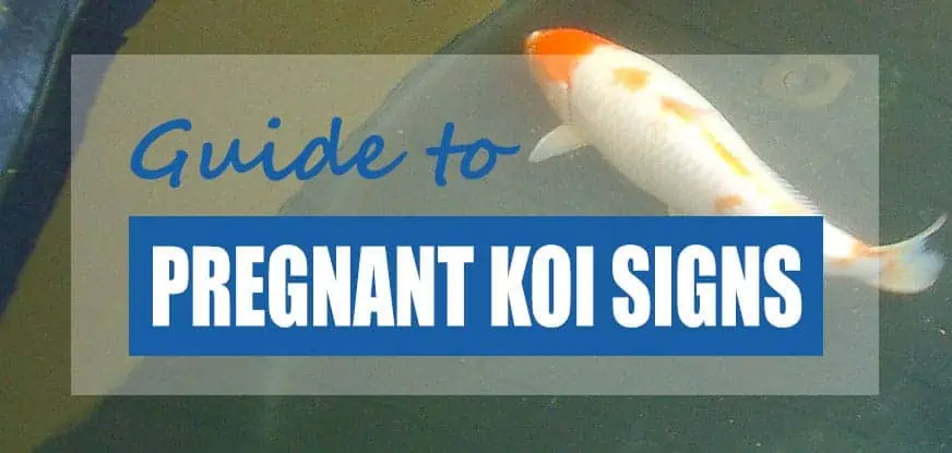 How to Tell If Your Koi Is Pregnant (Signs & Behavior) - Pond Informer