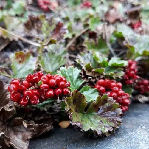 Bright red berries of the baby gunnera plant