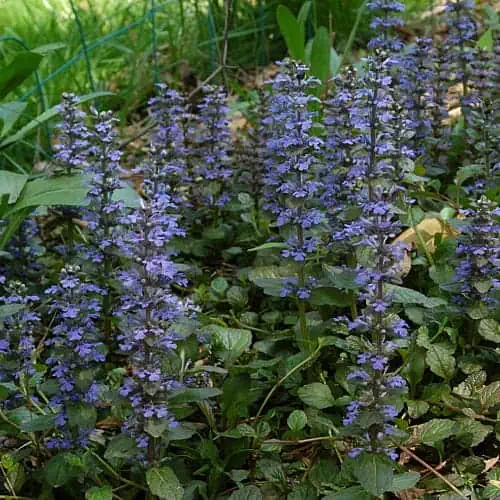 A spreading mat of bugleweed