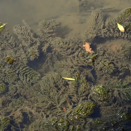 Hornwort submerged underwater