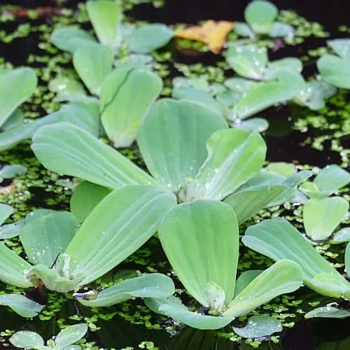 Water lettuce on the surface of the water