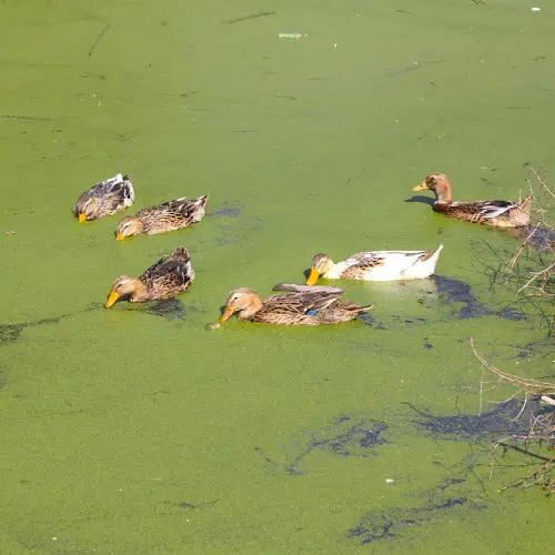 Ducks in a pond with algae