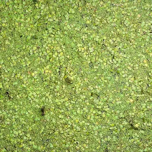 Mats of duckweed fronds