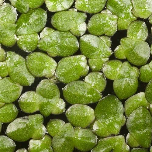 Dotted duckweed fronds