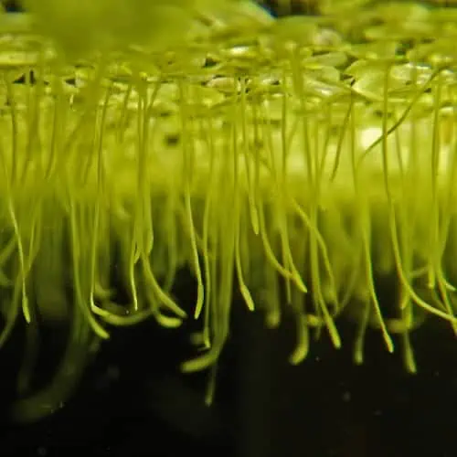 A subaquatic view of common duckweed