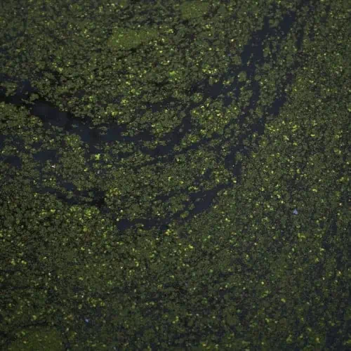 Duckweed fronds in a pond