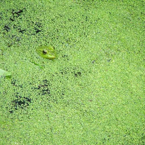 Frog resting among duckweed