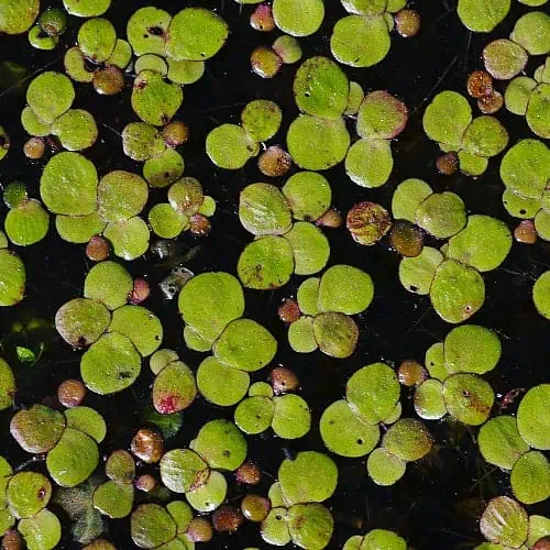 A close-up of greater duckweed fronds
