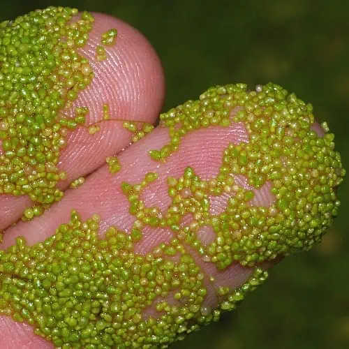 Rootless duckweed on a person's fingers