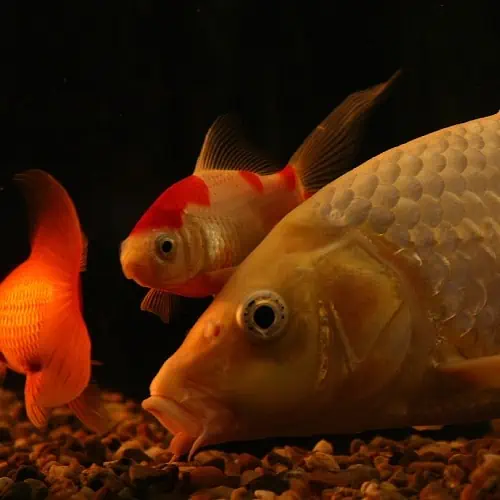 Goldfish at the bottom of a tank