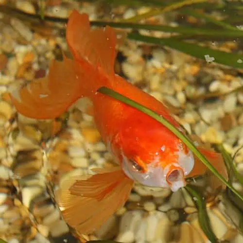 Feeding goldfish store in outdoor pond