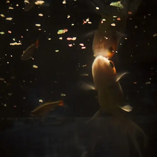 Goldfish eating fish food on the surface of the water