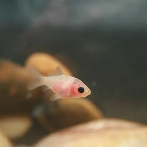 Baby Calico goldfish