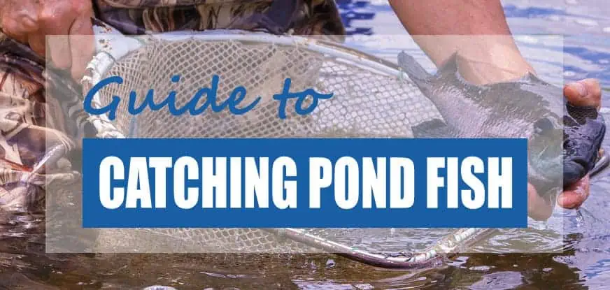How to Safely Catch Fish In Ponds (Top Methods)