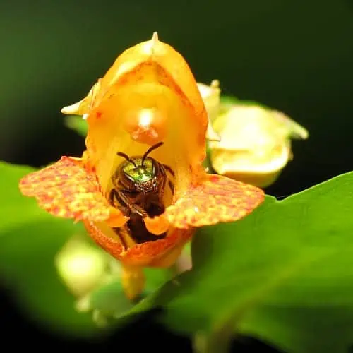 Sweat bee hiding inside a jewelweed flower