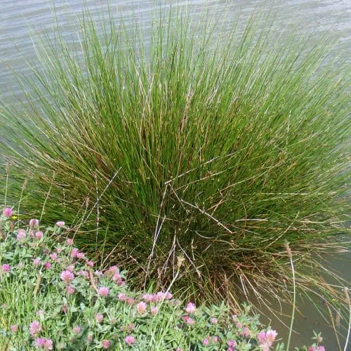 Juncus effusus plant by the edge of a pond