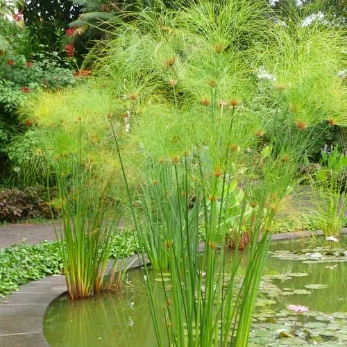 Papyrus plants in a pond