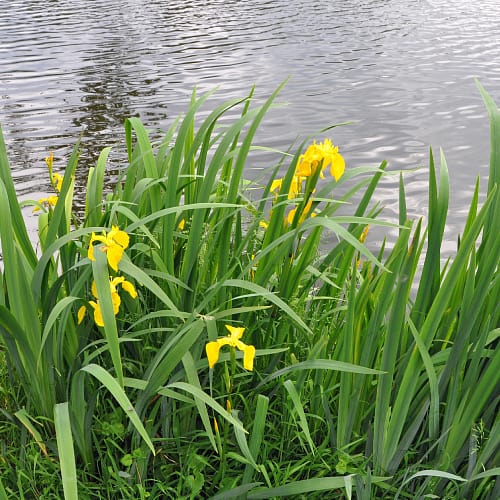 12 Best Plants for Wildlife Ponds (Top Picks) - Pond Informer