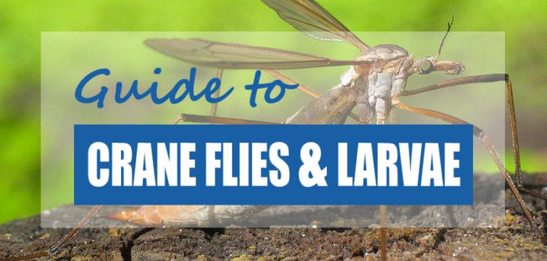 guide-to-crane-flies-crane-fly-larvae-tipulidae-pond-informer