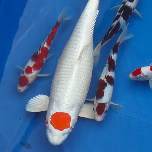 Group of koi swimming together