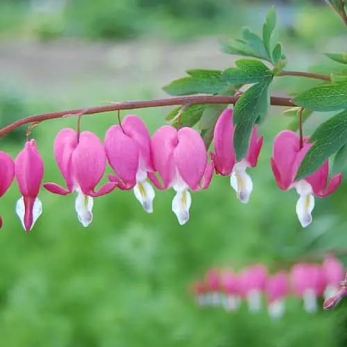 Bleeding heart plant with hanging pink flowers