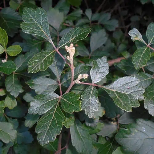 Fragrant sumac leaves