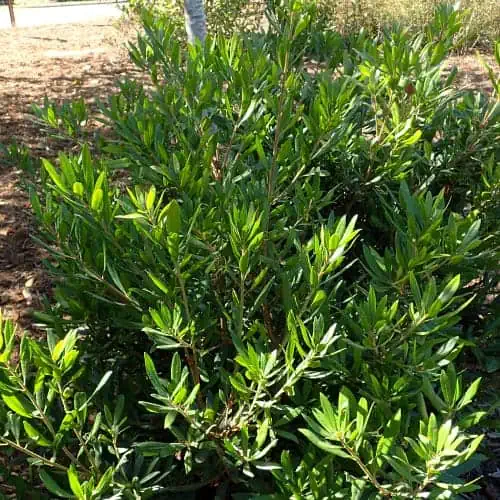 Pacific wax myrtle plant in a botanical garden