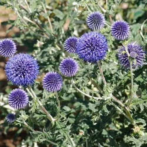 Small globe thistle plant with blue orb-like blooms