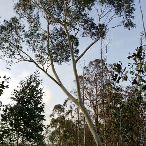 Eucalyptus pauciflora tree
