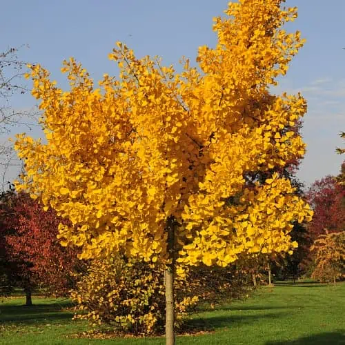 Ginkgo tree with bright yellow leaves