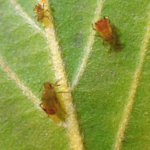 Rice root aphids on a leaf