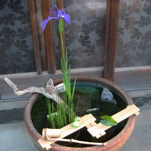 Water iris in a pot with its roots submerged in water