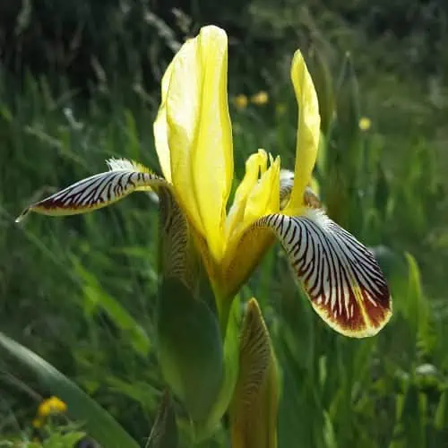 Iris variegata in bloom
