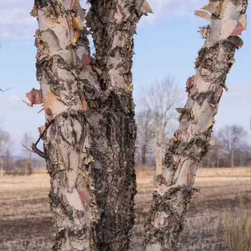 River birch's peeling bark