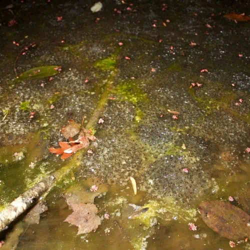 Frog eggs in a pond with some algae